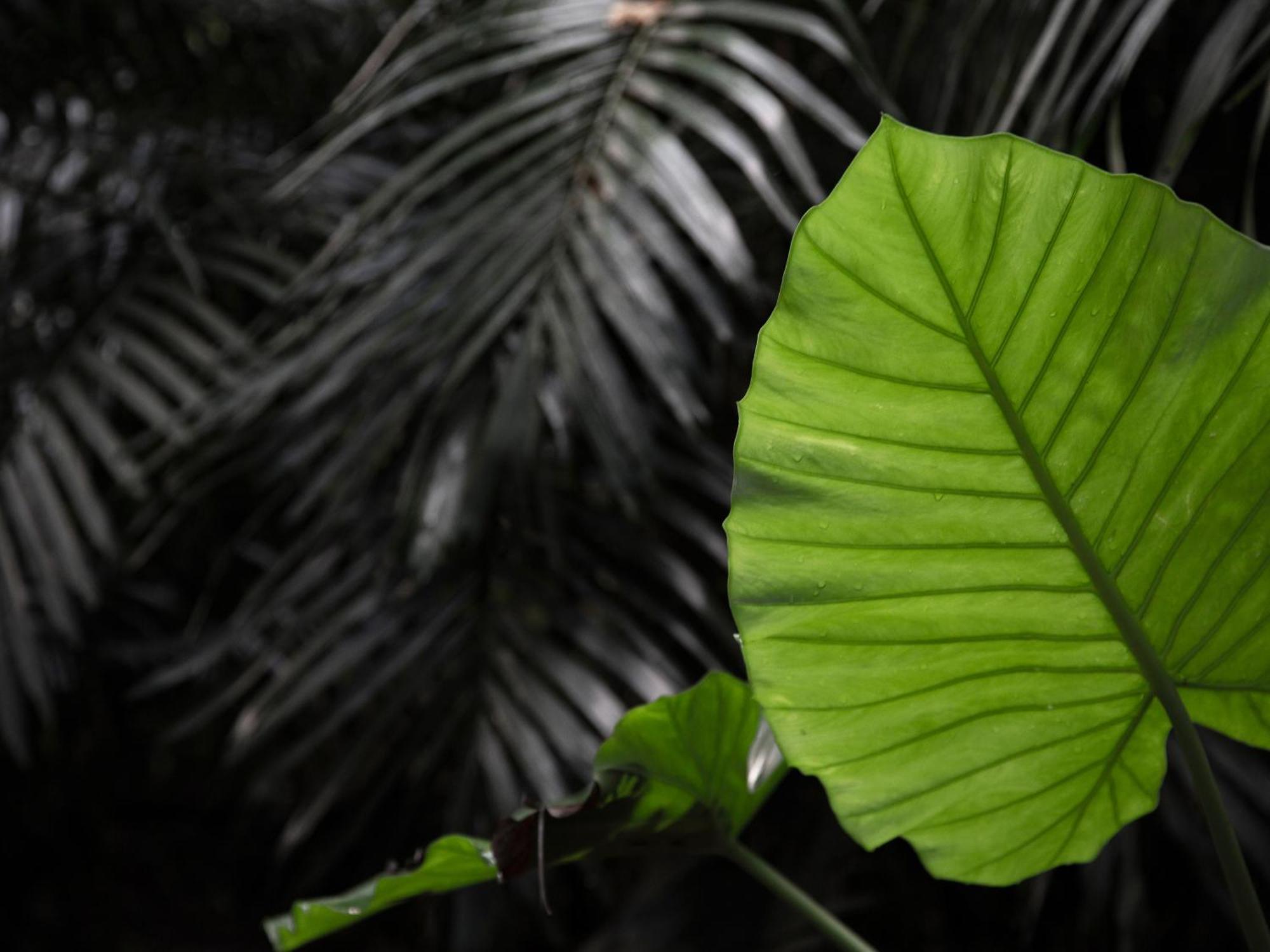 Jusandi Ishigaki  Exteriér fotografie